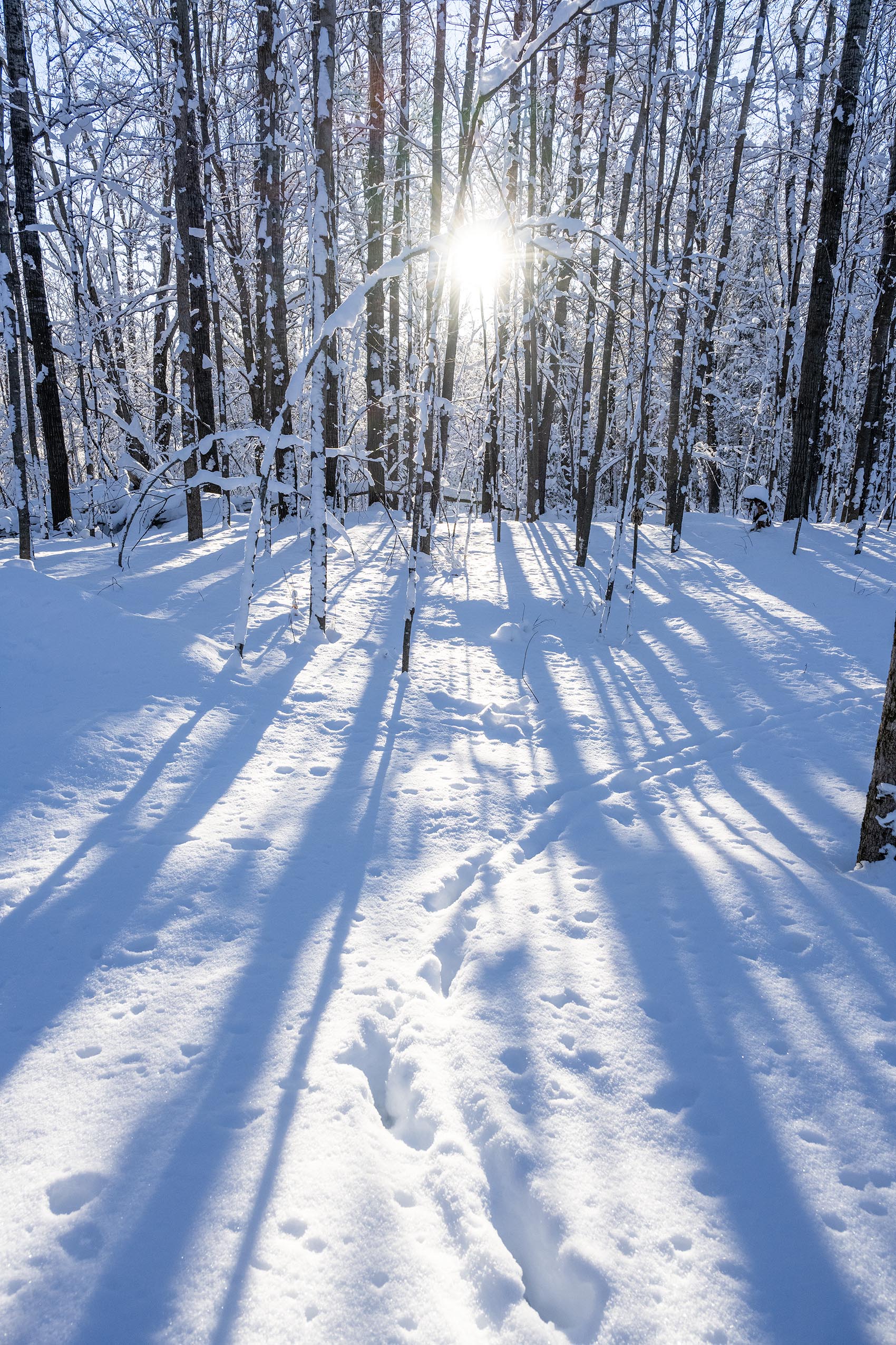 Sunlit winter forest with tall trees and footprints on a snowy trail; rays shine through branches.